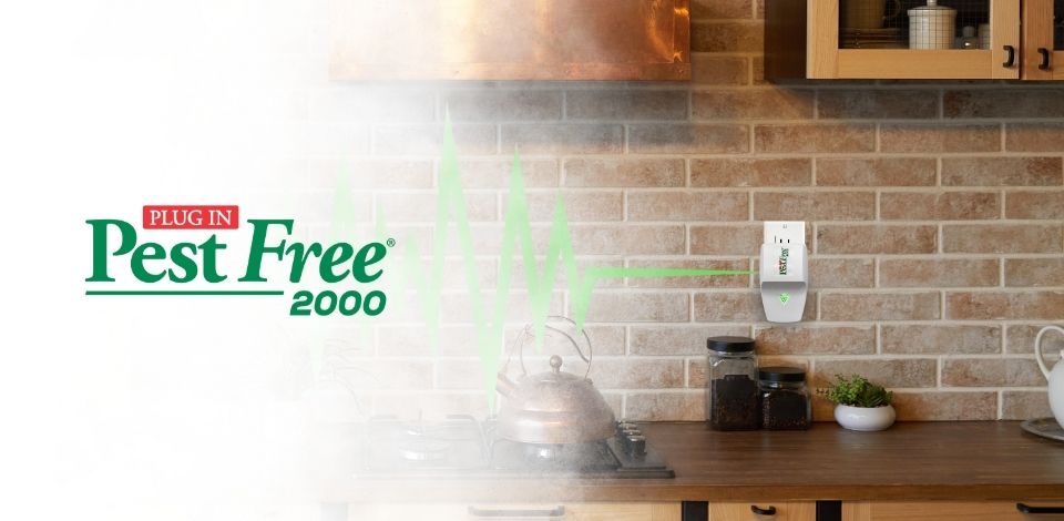 Pest <i>Free</i> 2000 - Image 3